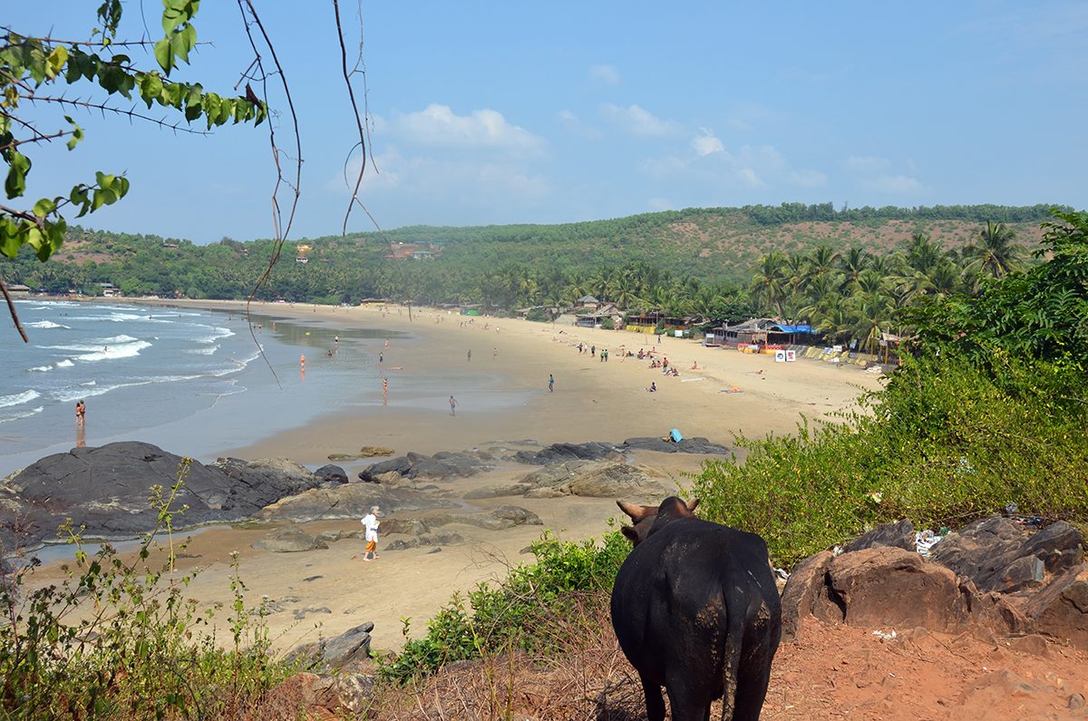 A cow overlooking Kudle Beach