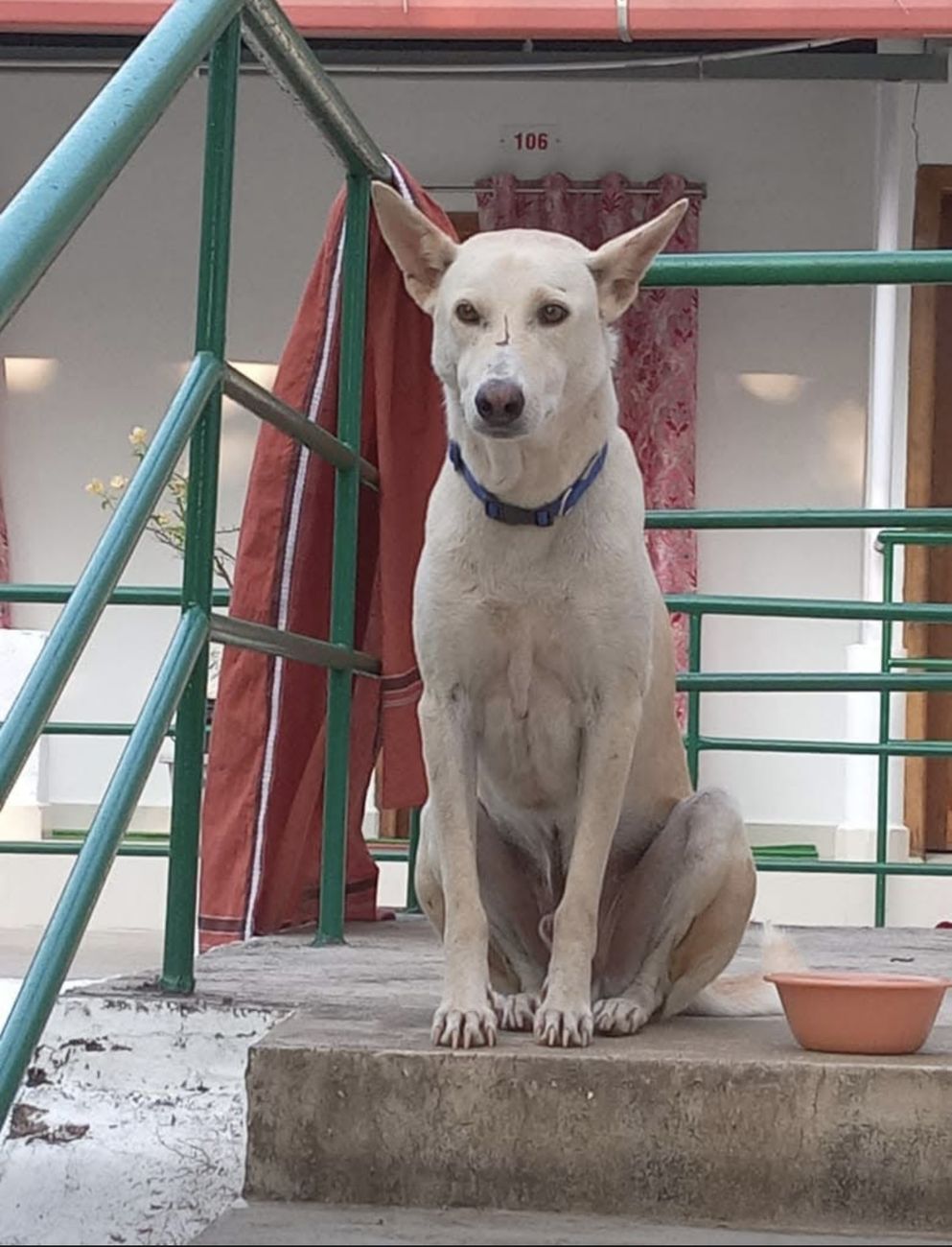 A dog at The Arya