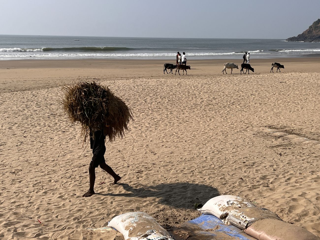 A man carrying hay along the beach